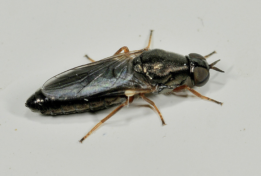 Scenopinus sp. (Scenopinidae )